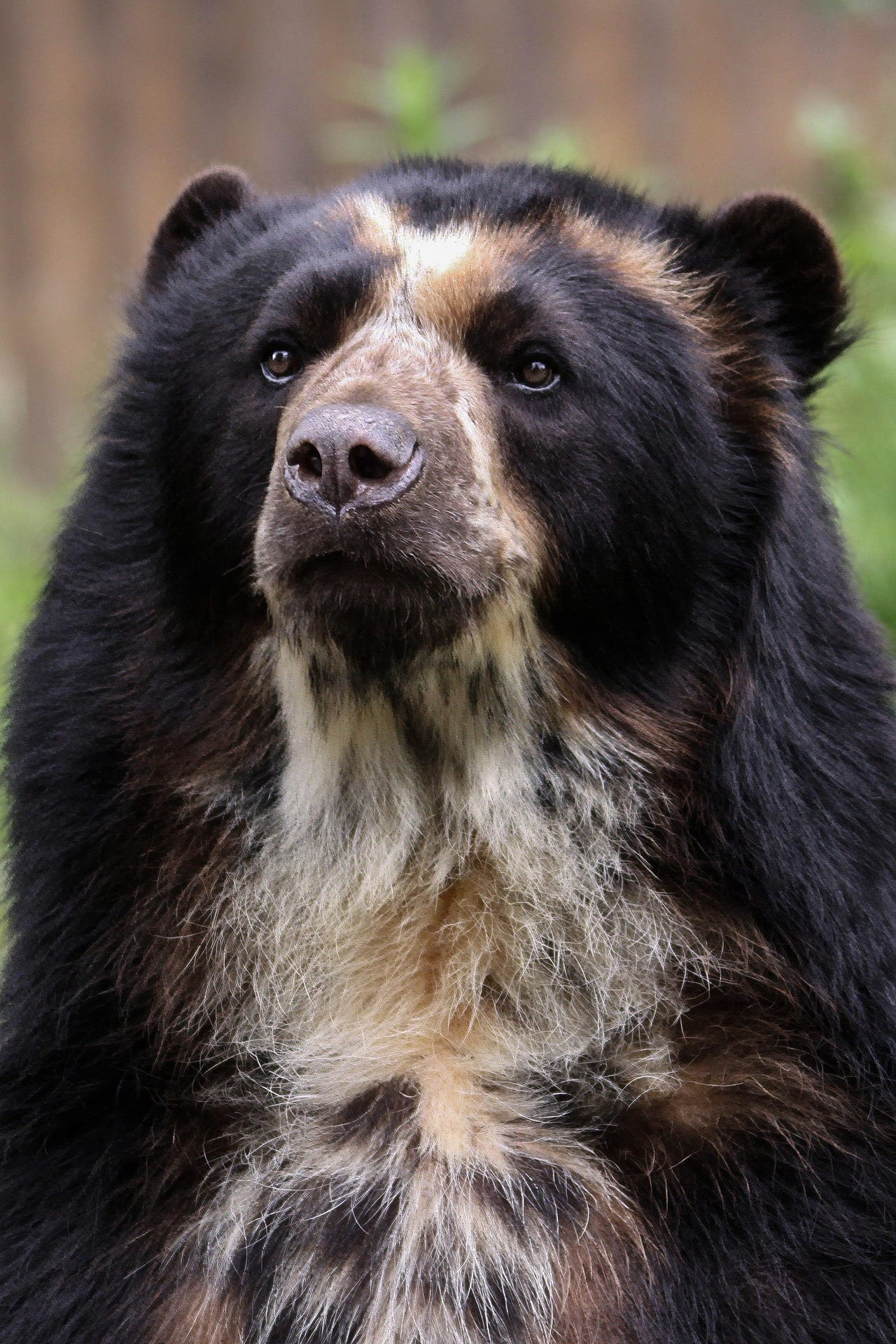 Oso de anteojos, el único oso de Suramérica, habitante del bosque de niebla