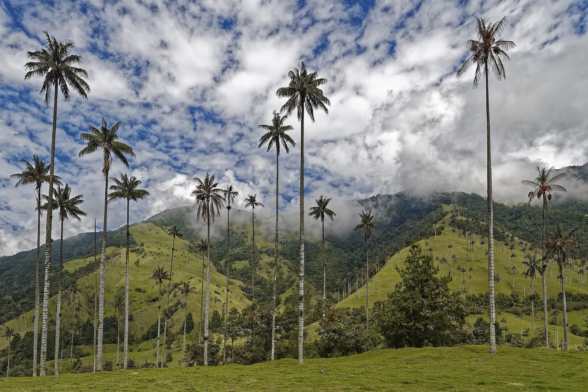 Palmas de cera erguidas sobre una ladera del bosque andino colombiano