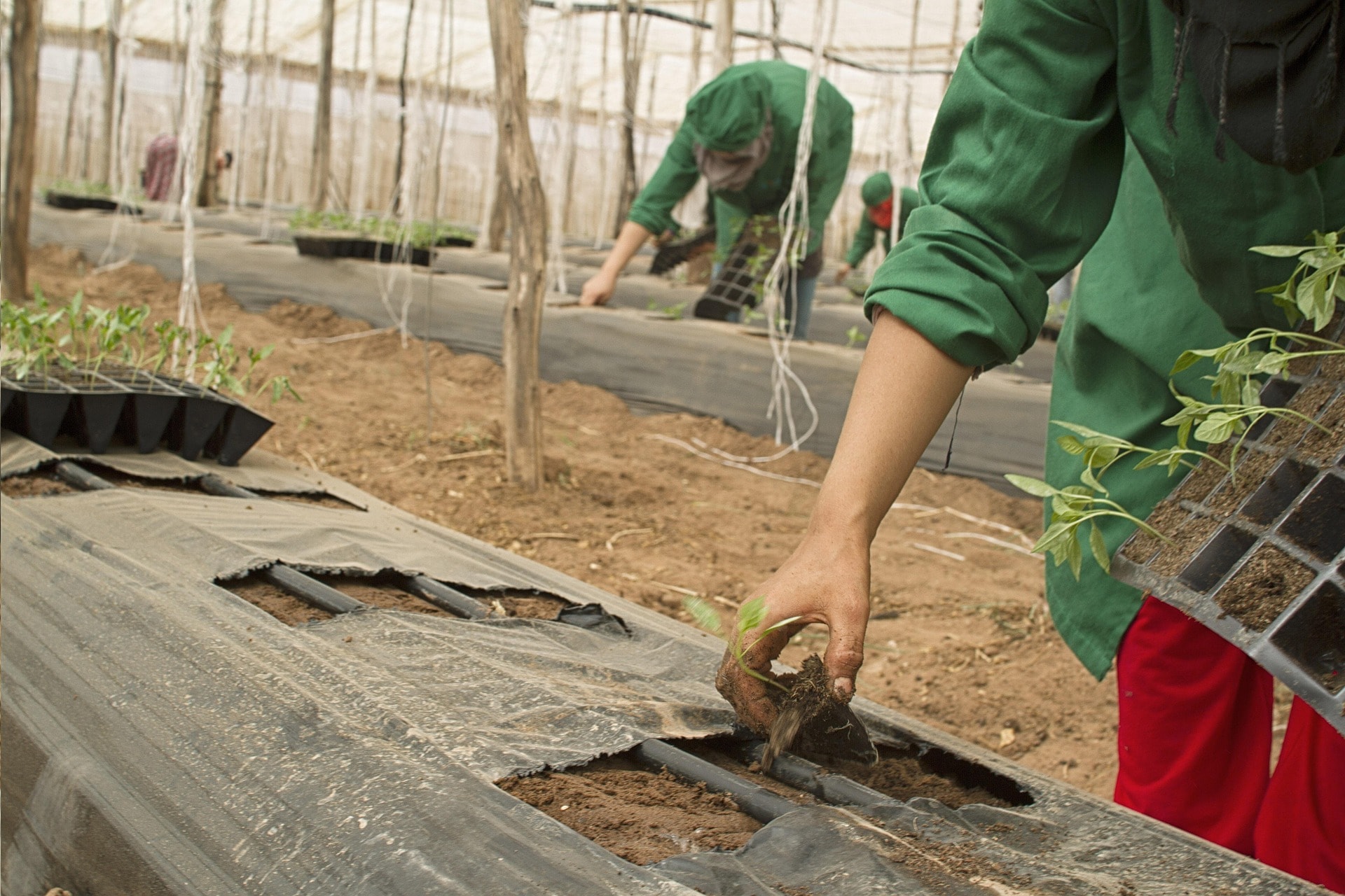 Cultivo y cuidado de la tierra